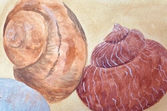 Painting Shells with Watermedia